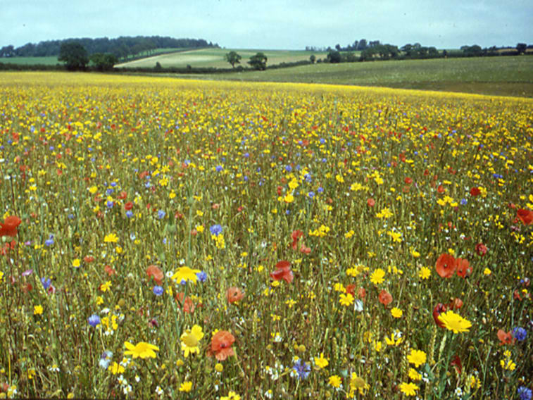 Courtyard farm in summer